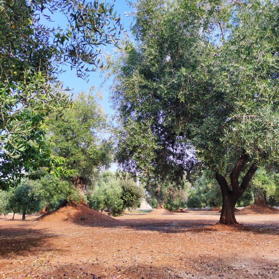 Masseria La Foggia ฟาซาโน ภายนอก รูปภาพ